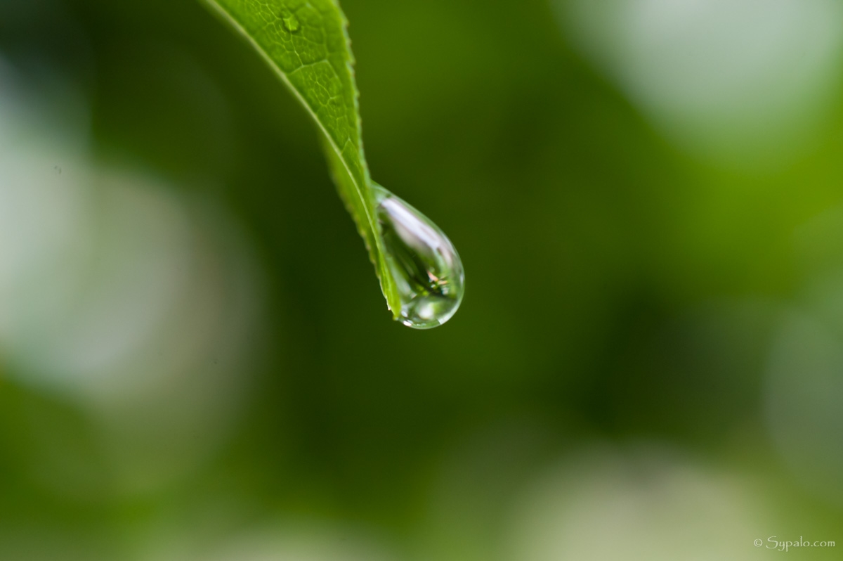 macro photo of a drop on a leaf
