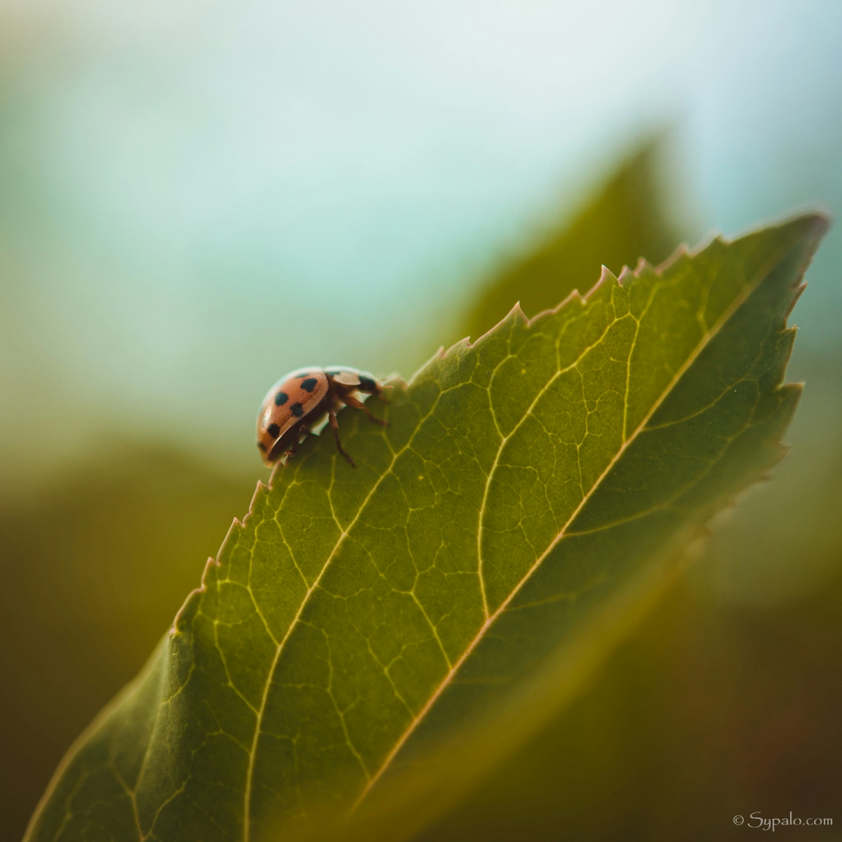 macro photo of a ladybug on a leaf