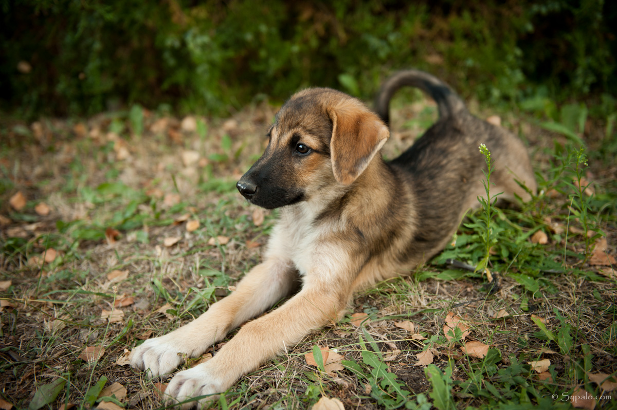 A dog laying on the ground in the grass