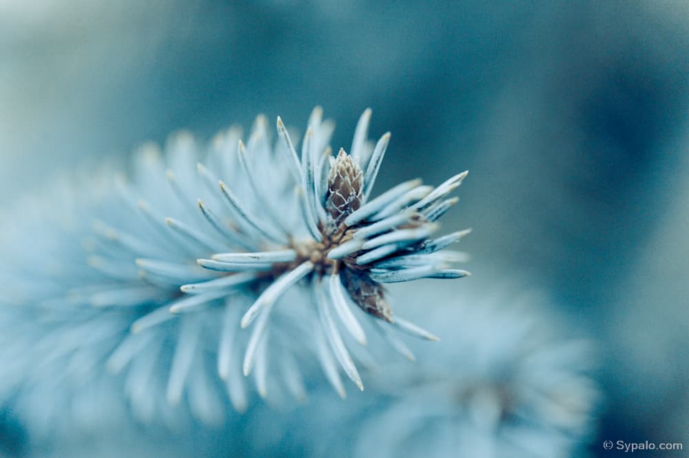 Sergey and Jane Sypalo macro portfolio