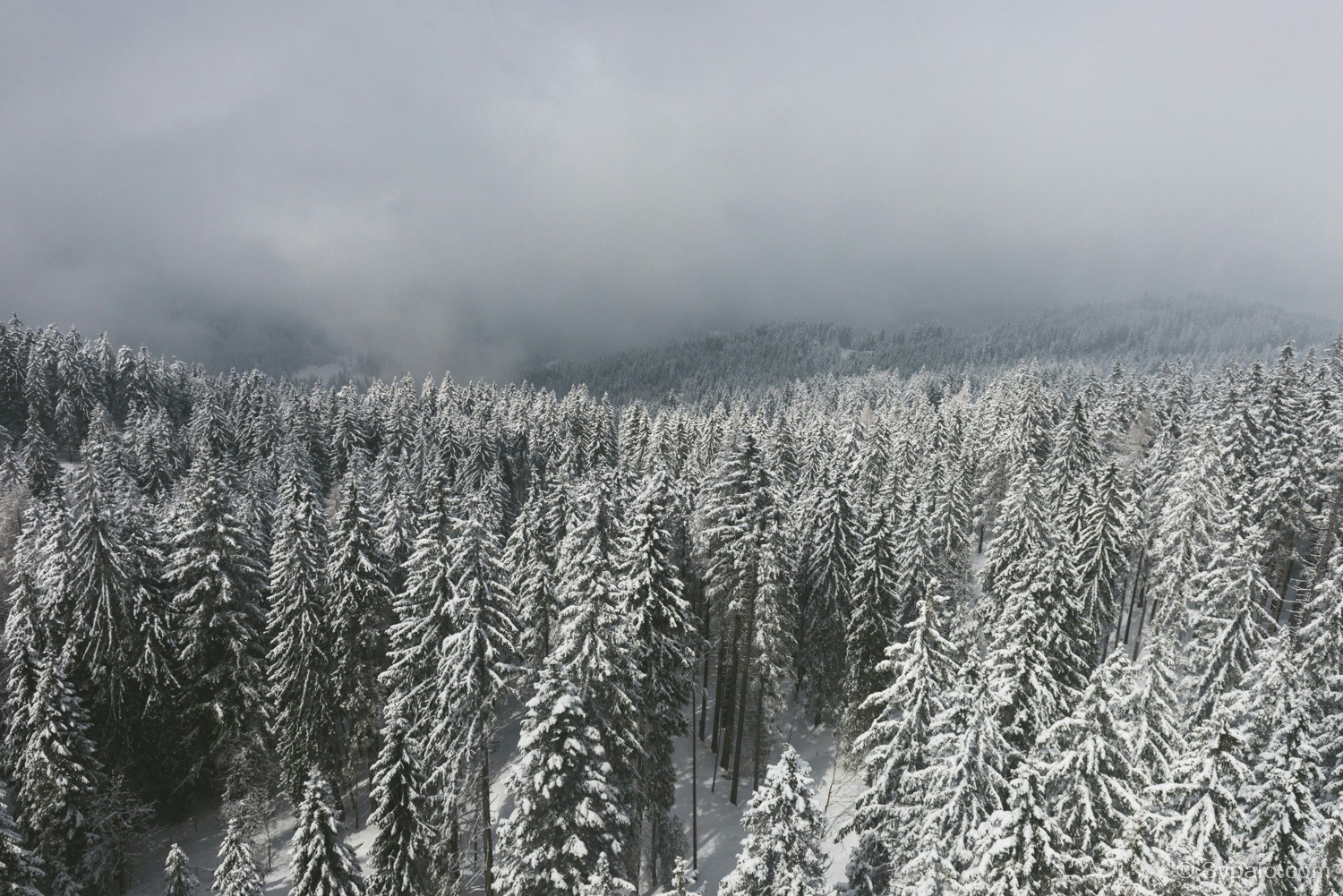 Snowy Christmas trees in Pilatus, Switzerland; view from the lift