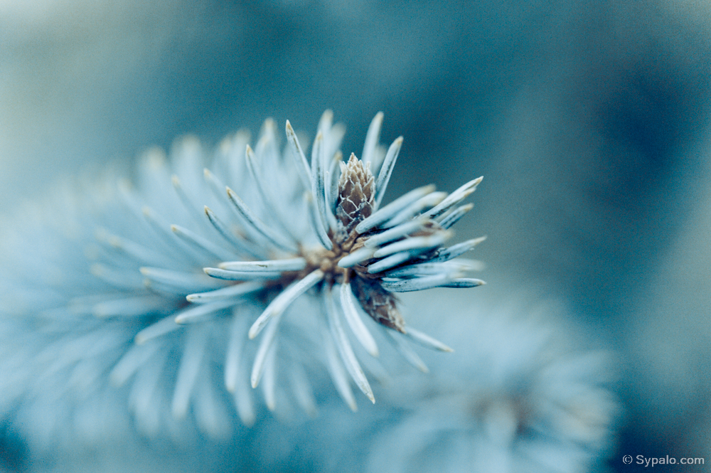 Sergey and Jane Sypalo macro portfolio